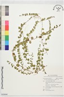 短梗土丁桂藏品圖，第1張