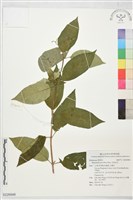 玉葉金花藏品圖，第1張