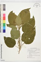 屏東鐵莧藏品圖，第1張