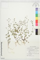 藍豬耳藏品圖，第1張