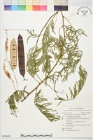 兒茶、何仙藥藏品圖，第1張