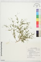 粟米草藏品圖，第1張