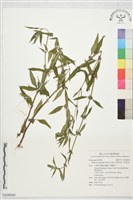 長節耳草、狗骨消藏品圖，第1張