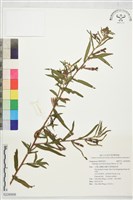 水丁香藏品圖，第1張