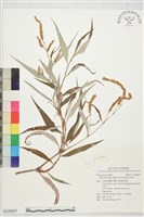 白苦柱藏品圖，第1張