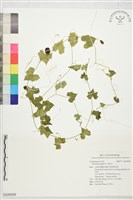 垂果瓜藏品圖，第1張