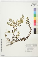 黃花過長沙舅藏品圖，第1張