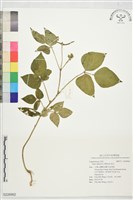 綠豆藏品圖，第1張