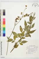 大花咸豐草藏品圖，第1張