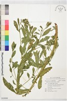 尖瓣花藏品圖，第1張