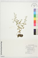 美洲母草藏品圖，第1張