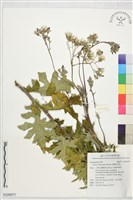 臺灣山苦苣藏品圖，第1張