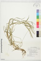 短穎馬唐藏品圖，第1張