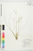 木虱草藏品圖，第1張