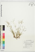 小畦畔飄拂草藏品圖，第1張