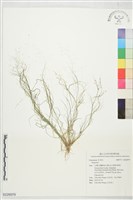 登錄號:S226979藏品圖，第1張