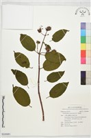 風箱樹藏品圖，第1張