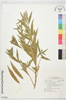 水丁香藏品圖，第1張