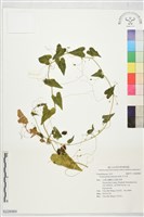 合子草藏品圖，第1張