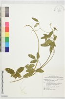 長葉豇豆藏品圖，第1張