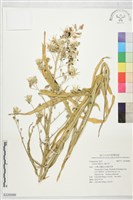 鵝仔草藏品圖，第1張