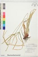 多葉水蜈蚣藏品圖，第1張