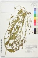 紫頂馬鞭草藏品圖，第1張