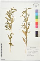 細葉水丁香藏品圖，第1張