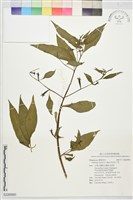 美洲水丁香藏品圖，第1張