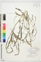 刺田菁藏品圖，第1張