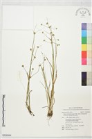 登錄號:S226994藏品圖，第1張