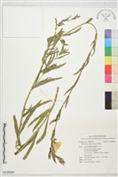 待宵草藏品圖，第1張