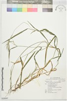 膜緣披鹼草藏品圖，第1張