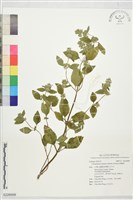 風輪菜藏品圖，第1張