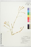 基隆蠅子草藏品圖，第1張