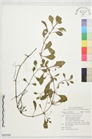 匍生水丁香藏品圖，第1張