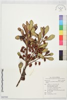 厚皮香藏品圖，第1張