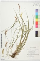 褐毛狗尾草藏品圖，第1張