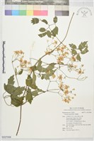 串鼻龍藏品圖，第1張