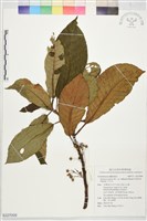 水冬瓜藏品圖，第1張