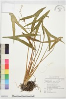 三腳剪、水芋、慈姑藏品圖，第1張