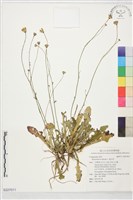 貓兒菊藏品圖，第1張