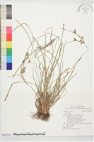 登錄號:S227012藏品圖，第1張