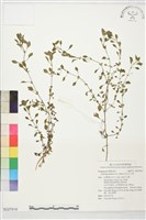 沼生水丁香藏品圖，第1張