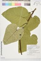 金鐘藤藏品圖，第1張