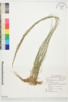 鼠尾粟藏品圖，第1張