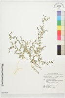 小葉大戟藏品圖，第1張