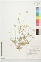 龍爪茅藏品圖，第1張