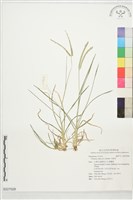 牛筋草藏品圖，第1張