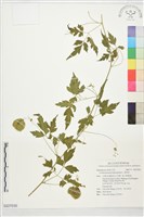 倒地鈴藏品圖，第1張